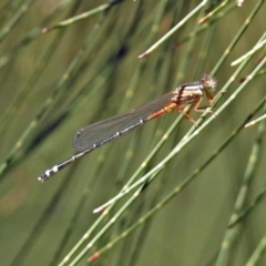 Xanthagrion erythroneurum (Red & Blue Damsel) at Gordon Pond - 30 Oct 2018 by RodDeb