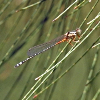 Xanthagrion erythroneurum (Red & Blue Damsel) at Gordon, ACT - 30 Oct 2018 by RodDeb