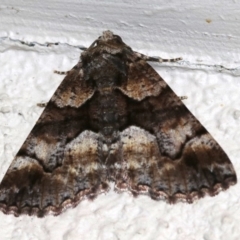 Gastrina cristaria (Wave-lined Geometrid) at Ainslie, ACT - 29 Oct 2018 by jb2602