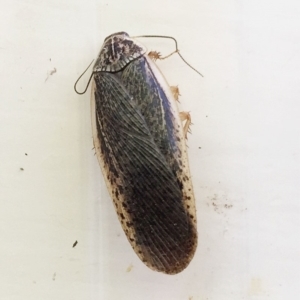 Calolampra sp. (genus) at Hughes, ACT - 30 Oct 2018