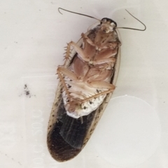 Calolampra sp. (genus) at Hughes, ACT - 30 Oct 2018 11:00 AM