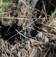 Papyrius nitidus at Deakin, ACT - suppressed