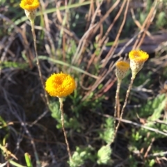 Leptorhynchos squamatus (Scaly Buttons) at Macgregor, ACT - 30 Oct 2018 by LWenger