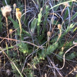 Leptorhynchos squamatus at Macgregor, ACT - 30 Oct 2018 06:21 PM