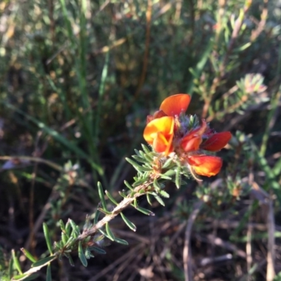 Pultenaea subspicata (Low Bush-pea) at Umbagong District Park - 30 Oct 2018 by LWenger