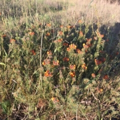 Pultenaea subspicata at Latham, ACT - 30 Oct 2018 06:24 PM