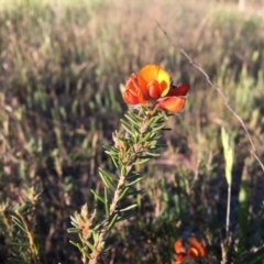 Pultenaea subspicata at Latham, ACT - 30 Oct 2018