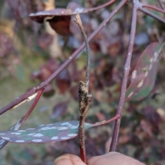 Papyrius nitidus at Deakin, ACT - 30 Oct 2018