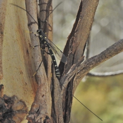 Ichneumonidae (family) (Unidentified ichneumon wasp) at Cotter River, ACT - 30 Oct 2018 by JohnBundock