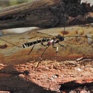 Ichneumonidae (family) at Cotter River, ACT - 30 Oct 2018