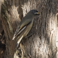 Pardalotus striatus (Striated Pardalote) at Gungahlin, ACT - 16 Oct 2018 by AlisonMilton