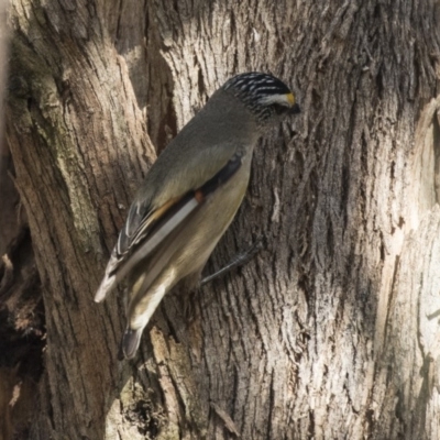 Pardalotus striatus (Striated Pardalote) at Yerrabi Pond - 15 Oct 2018 by AlisonMilton