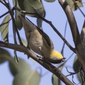 Pardalotus striatus at Gungahlin, ACT - 16 Oct 2018