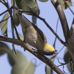 Pardalotus striatus at Gungahlin, ACT - 16 Oct 2018