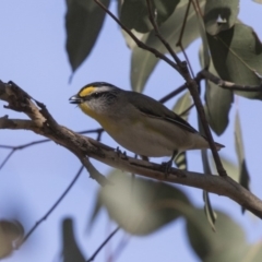 Pardalotus striatus at Gungahlin, ACT - 16 Oct 2018