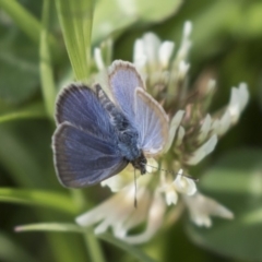 Zizina otis (Common Grass-Blue) at Yerrabi Pond - 15 Oct 2018 by Alison Milton