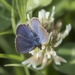 Zizina otis (Common Grass-Blue) at Gungahlin, ACT - 16 Oct 2018 by Alison Milton