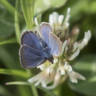 Zizina otis (Common Grass-Blue) at Yerrabi Pond - 15 Oct 2018 by Alison Milton