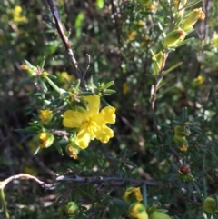 Hibbertia calycina (Lesser Guinea-flower) at Macgregor, ACT - 30 Oct 2018 by LWenger