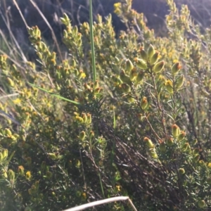 Hibbertia calycina at Macgregor, ACT - 30 Oct 2018