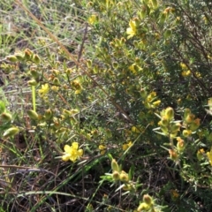 Hibbertia calycina at Macgregor, ACT - 30 Oct 2018