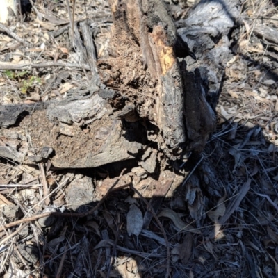 Papyrius nitidus (Shining Coconut Ant) at Red Hill Nature Reserve - 30 Oct 2018 by JackyF