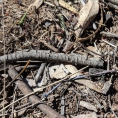 Papyrius nitidus at Deakin, ACT - 30 Oct 2018