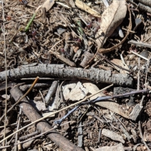 Papyrius nitidus at Deakin, ACT - 30 Oct 2018