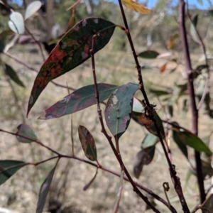 Papyrius nitidus at Deakin, ACT - suppressed