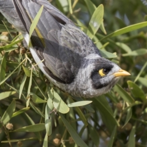 Manorina melanocephala at Gungahlin, ACT - 16 Oct 2018 08:32 AM