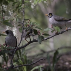 Manorina melanocephala at Gungahlin, ACT - 16 Oct 2018 08:32 AM