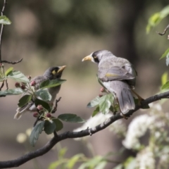 Manorina melanocephala at Gungahlin, ACT - 16 Oct 2018 08:32 AM