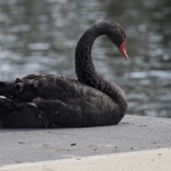 Cygnus atratus (Black Swan) at Yerrabi Pond - 15 Oct 2018 by AlisonMilton