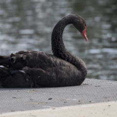 Cygnus atratus (Black Swan) at Gungahlin, ACT - 16 Oct 2018 by AlisonMilton