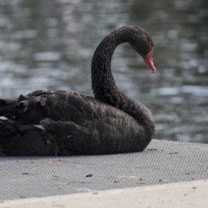 Cygnus atratus at Gungahlin, ACT - 16 Oct 2018 08:41 AM