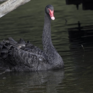 Cygnus atratus at Gungahlin, ACT - 16 Oct 2018 08:41 AM