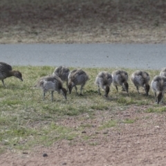 Chenonetta jubata (Australian Wood Duck) at Gungahlin, ACT - 16 Oct 2018 by AlisonMilton