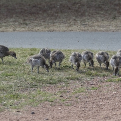 Chenonetta jubata (Australian Wood Duck) at Yerrabi Pond - 15 Oct 2018 by AlisonMilton