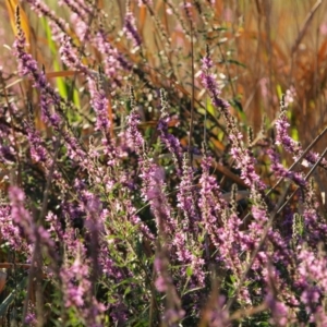 Lythrum salicaria at Latham, ACT - 20 Jan 2018 08:42 AM