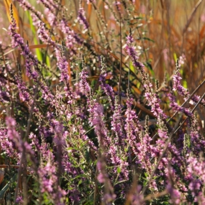 Lythrum salicaria (Purple Loosestrife) at Umbagong District Park - 19 Jan 2018 by LWenger