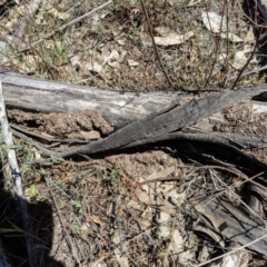 Papyrius nitidus at Deakin, ACT - 30 Oct 2018