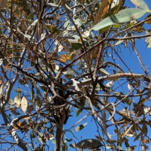 Papyrius nitidus at Deakin, ACT - 30 Oct 2018