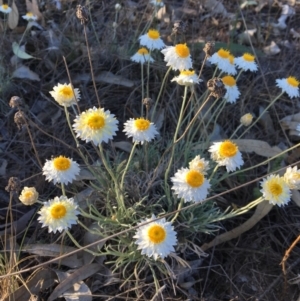 Leucochrysum albicans subsp. tricolor at Macgregor, ACT - 30 Oct 2018