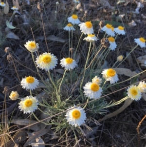 Leucochrysum albicans subsp. tricolor at Macgregor, ACT - 30 Oct 2018 06:19 PM