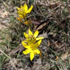 Bulbine bulbosa (Golden Lily, Bulbine Lily) at Deakin, ACT - 30 Oct 2018 by JackyF