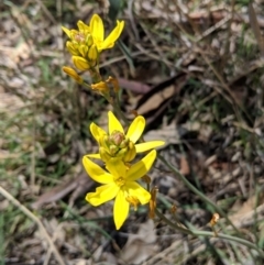 Bulbine bulbosa (Golden Lily, Bulbine Lily) at Deakin, ACT - 30 Oct 2018 by JackyF