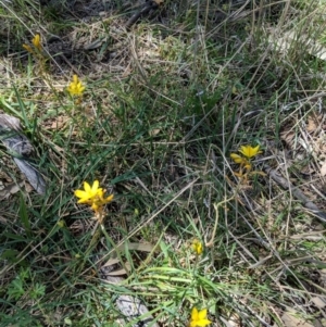 Bulbine bulbosa at Deakin, ACT - 30 Oct 2018 12:56 PM