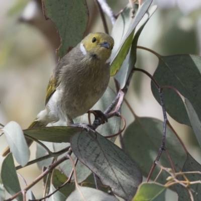 Ptilotula penicillata (White-plumed Honeyeater) at Gungahlin, ACT - 16 Oct 2018 by AlisonMilton