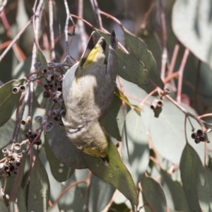 Ptilotula penicillata at Gungahlin, ACT - 16 Oct 2018 08:59 AM