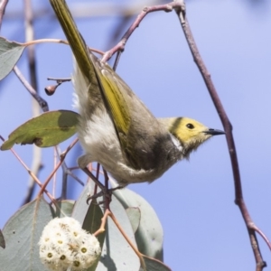 Ptilotula penicillata at Gungahlin, ACT - 16 Oct 2018 08:59 AM